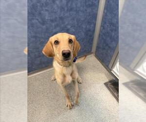 Labrador Retriever Dogs for adoption in Fort Collins, CO, USA