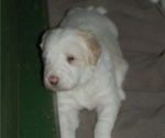 Small Photo #10 Goldendoodle Puppy For Sale in COLCHESTER, CT, USA