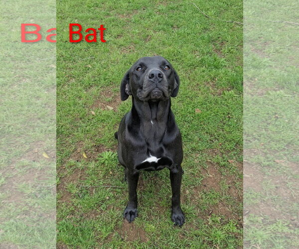 Medium Photo #3 Mutt Puppy For Sale in Rockaway, NJ, USA