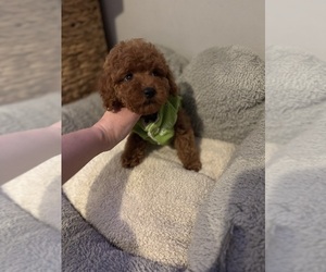 Poodle (Toy) Puppy for sale in Haskovo, Khaskovo, Bulgaria