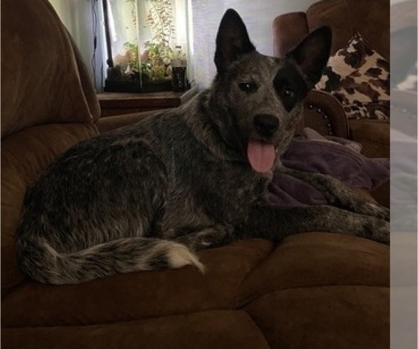 Medium Photo #1 Australian Cattle Dog Puppy For Sale in CENTRAL, SC, USA