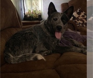 Mother of the Australian Cattle Dog puppies born on 06/04/2025