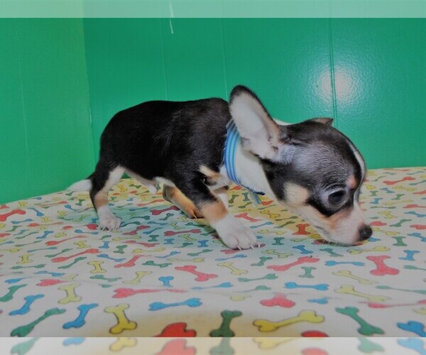 Medium Photo #2 Chihuahua Puppy For Sale in PATERSON, NJ, USA