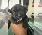 Small Photo #21 Cane Corso-German Shepherd Dog Mix Puppy For Sale in SPRING, TX, USA