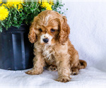 Zack - Male Cockalier Puppy for Sale - Photo #8