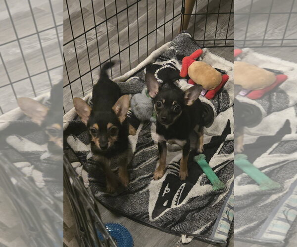 Medium Photo #2 Chihuahua Puppy For Sale in Pottstown, PA, USA