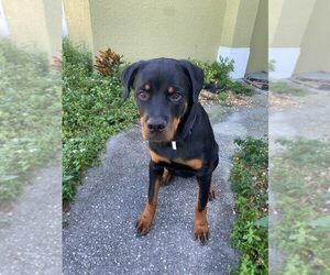 Rottweiler Puppy for sale in PALM BAY, FL, USA