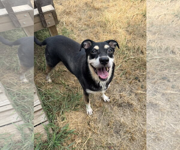 Medium Photo #3 Mutt Puppy For Sale in Jackson, MS, USA