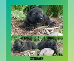 Small #1 German Shepherd Dog