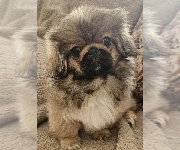 Medium Photo #4 Pekingese Puppy For Sale in PITTSTOWN, NJ, USA