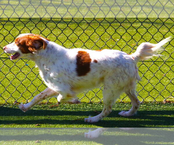 Medium Photo #6 Brittany Puppy For Sale in Curwensville, PA, USA