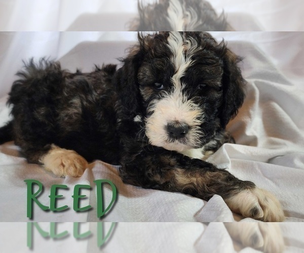 Medium Photo #19 Bernedoodle Puppy For Sale in GEORGETOWN, DE, USA