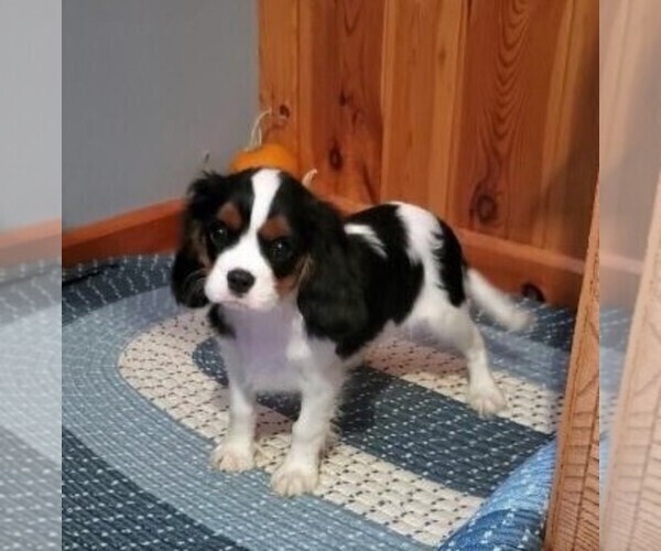 Medium Photo #2 Cavalier King Charles Spaniel Puppy For Sale in EVART, MI, USA