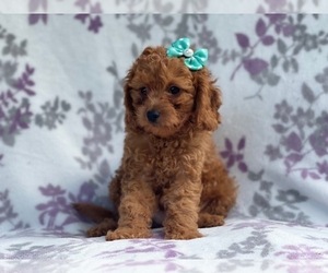 Cavapoo-Poodle (Miniature) Mix Puppy for sale in LAKELAND, FL, USA