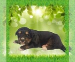 Puppy Hector Golden Mountain Dog