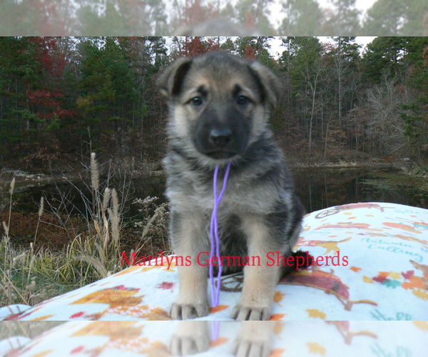Medium Photo #1 German Shepherd Dog Puppy For Sale in PIEDMONT, MO, USA