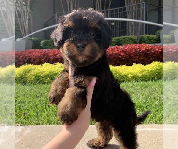 Medium Photo #2 Poovanese Puppy For Sale in HOUSTON, TX, USA