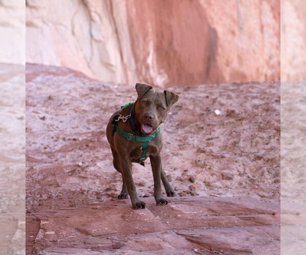 Medium Photo #35 American Pit Bull Terrier Puppy For Sale in Kanab, UT, USA