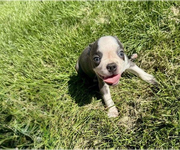 Medium Photo #6 Boston Terrier Puppy For Sale in BREMEN, IN, USA