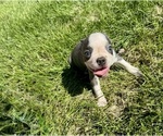 Small #5 Boston Terrier