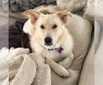 Small Labrador Retriever