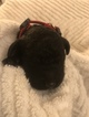 Small Photo #1 Labradoodle Puppy For Sale in TUCKERMAN, AR, USA