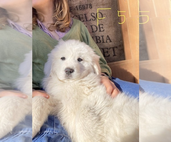 Medium Photo #1 Great Pyrenees Puppy For Sale in MARBLE FALLS, AR, USA