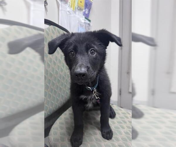 Medium Photo #1 Labrador Retriever-Unknown Mix Puppy For Sale in Pasadena, TX, USA