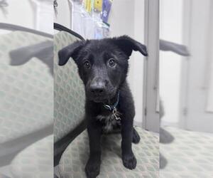 Labrador Retriever-Unknown Mix Dogs for adoption in Pasadena, TX, USA