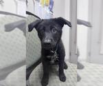 Small Labrador Retriever Mix