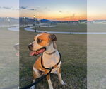 Small #7 Boxer Mix