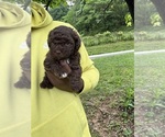 Small #6 YorkiePoo