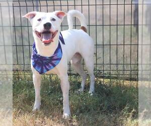 American Staffordshire Terrier-Unknown Mix Dogs for adoption in San Antonio, TX, USA