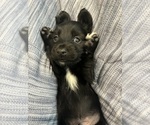 Puppy Dark Blue Dachshund