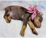 Small Photo #3 Doberman Pinscher Puppy For Sale in DE SOTO, MO, USA