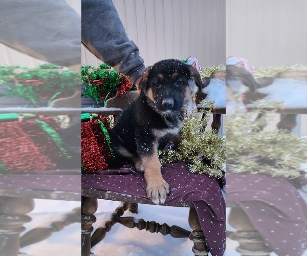 Medium Photo #2 German Shepherd Dog Puppy For Sale in GREENWOOD, WI, USA