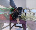 Small Photo #7 German Shepherd Dog Puppy For Sale in GREENWOOD, WI, USA