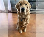 Small #1 Golden Retriever