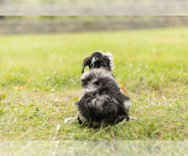 Medium Photo #7 Schnauzer (Miniature) Puppy For Sale in WARSAW, IN, USA