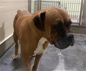 Boxer Dogs for adoption in Upland, CA, USA