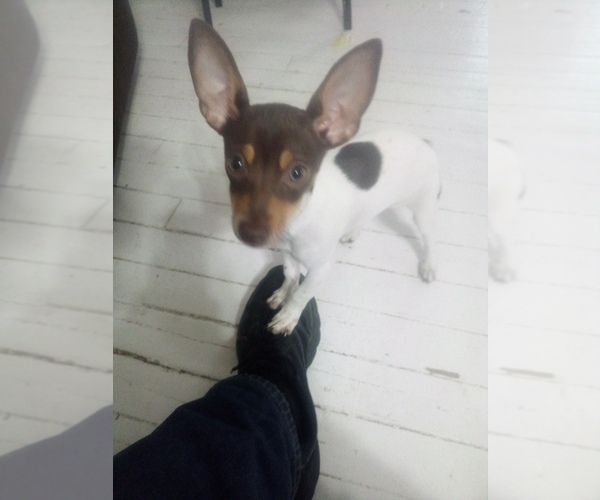 Medium Photo #2 Rat-Cha Puppy For Sale in TEMPERANCE, MI, USA