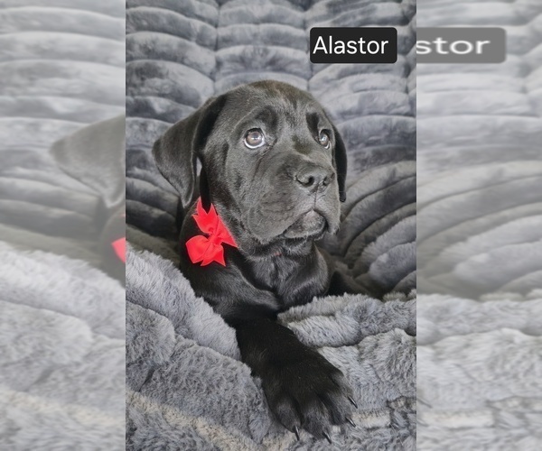 Medium Photo #8 Cane Corso Puppy For Sale in MINERAL WELLS, WV, USA
