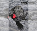 Small #7 Cane Corso