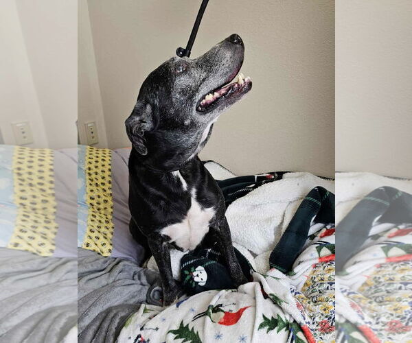 Medium Photo #3 Labrador Retriever-Unknown Mix Puppy For Sale in McKinney, TX, USA