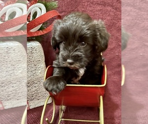 Schnauzer (Miniature) Puppy for sale in PFLUGERVILLE, TX, USA