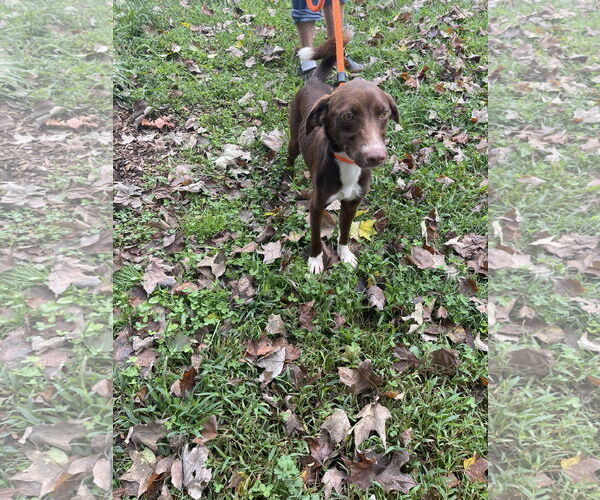 Medium Photo #2 Mutt Puppy For Sale in Sparta, TN, USA