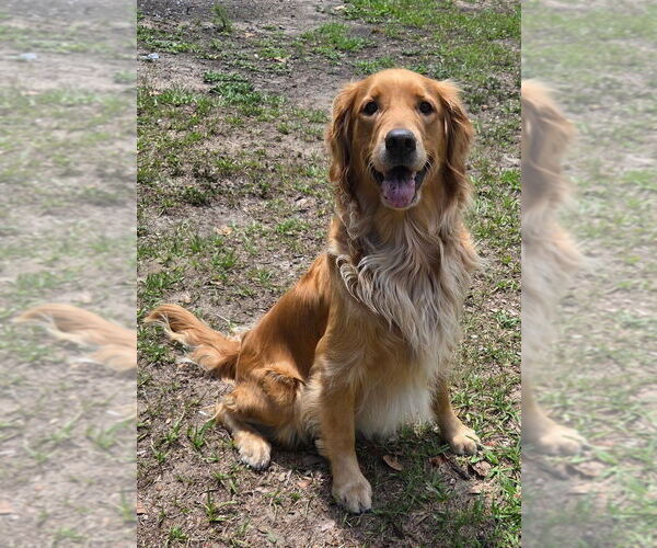 Medium Photo #1 Golden Retriever Puppy For Sale in PLANT CITY, FL, USA