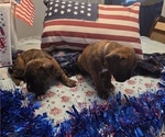Small #6 Boxer