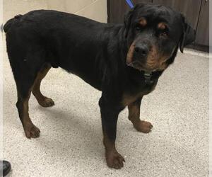 Rottweiler-Unknown Mix Dogs for adoption in Conroe, TX, USA