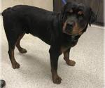 Small Rottweiler Mix